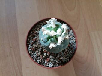 Kaktusy sbírka 4 kaktusů Astrophytum a Lophophora - 7