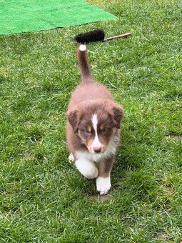 Australsky ovciak s PP - 7