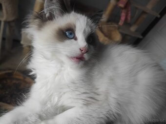 Ragdoll koťata bez PP - 7