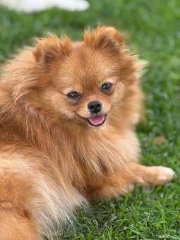 Pomeranian s PP - 7