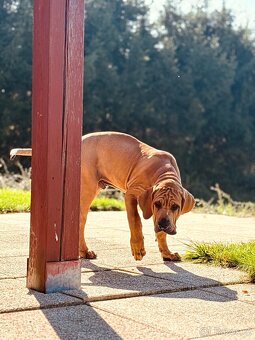 TOSA INU chlapeček AKI - 7