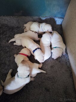 Štěňata labradora - 7