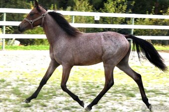 Pony hřebec ČSP - 7