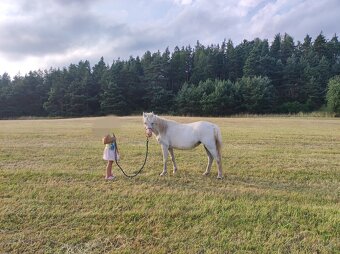 Welsh mountain pony sekce A - klisna - 7