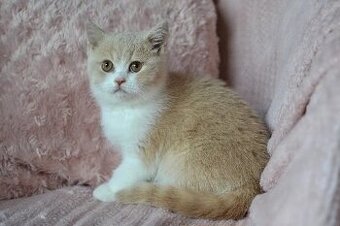 Kocourci s PP k rezervaci - 7