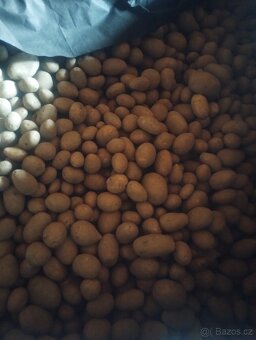 BIO brambory z farmy s certifikátem - 7