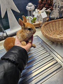 Zakrslý králík - 7