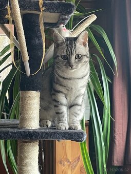 Britská (whiskas) bílé kotě - 7