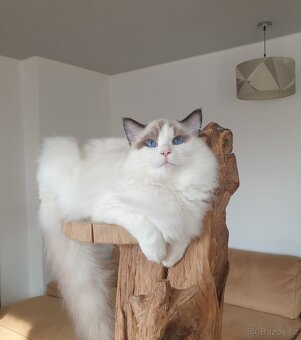 Ragdoll kocourek s PP, adopce. - 7