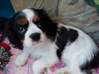 kavalír king charles španěl - 7