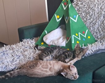 Bengálská kočka - kotě s PP - 7