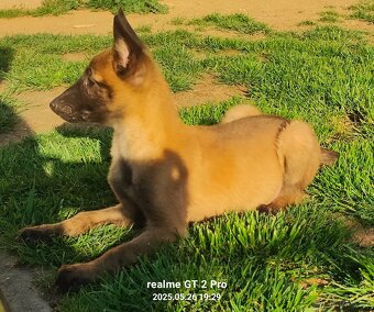 Belgický ovčák malinois bez PP - 7
