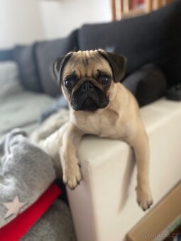 Nabízí se psí gentleman ke krytí – MOPS Teodor hledá lásku ( - 7