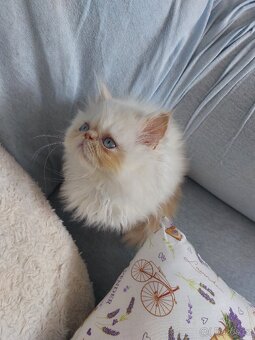 Perský bílo-rezavý kocourek - 7