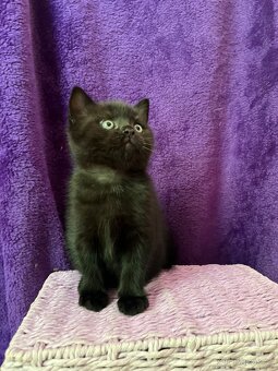 Britská koťata...kocourek - 7