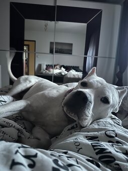 Argentinská doga - krytí - 7