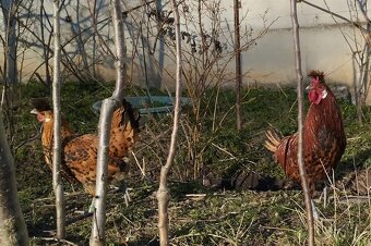 Appenzelsky chocholaci, hedvabnicka, Faverolky, Araucana - 7