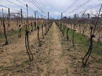 Prodej chaty, vinice, lesa 1793 m², Břeclav - Charvátská - 7