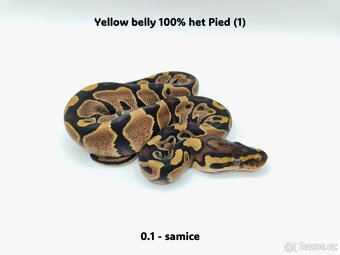 Krajta královská (Python regius) - mláďata - 7