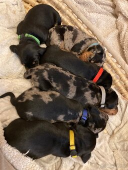 Jezevčík trpasličí krátkosrstý - 7