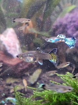 Daruji paví očka - 7