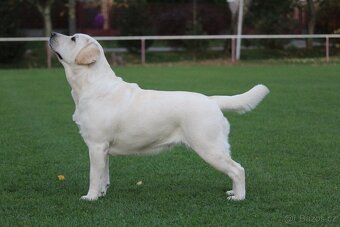 Labrador s rodokmeňom pôvodu - 7
