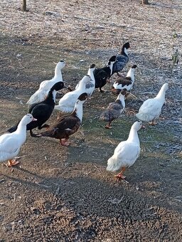 Prodám pižmovky - 7