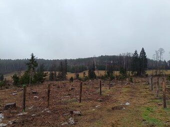 Prodej lesa u Dřešína - 7