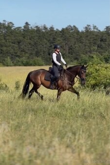 Oldenburská klisna - 7