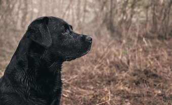 Labradorský retriever - štěně s PP - 7