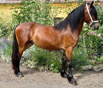 Klisna WELSH COB D - 7