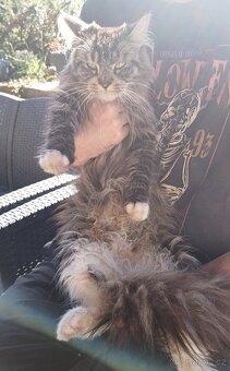 Mainská x Ragdoll x - 7