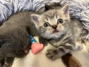 Britská koťátka - 7