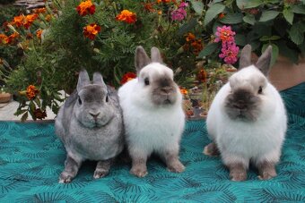 Zakrslý siamský žlutý samečci s PP - 7