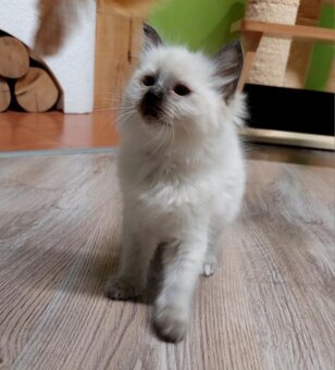 Poslední holčička Ragdoll k REZERVACI - 7