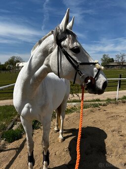 Drobnější klisna ČT - 7