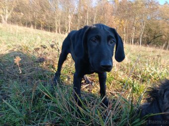 ŠTĚŇÁTKO, ŠTĚŇÁTKA, ŠTĚŇATA, ŠTĚŇE K ODBĚRU - 7