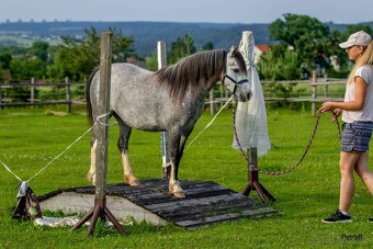 5-letá welsh mountain pony klisna - 7