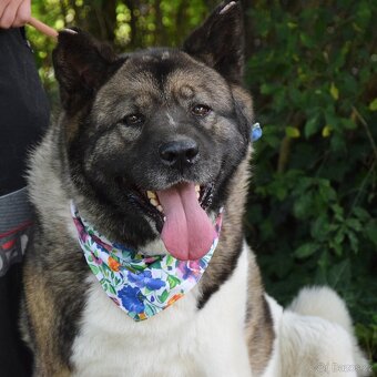 MACI K ADOPCI - přátelská, hravá, vděčná, vhodná k dětem - 7