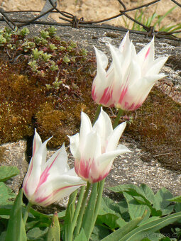 Cibulky tulipánů - směs barev - - viz text a foto - 7