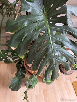 Monstera pokojovky - 7