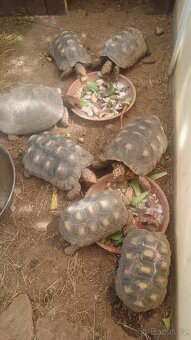 Želva Uhlířská - Geochelone carbonaria - 7