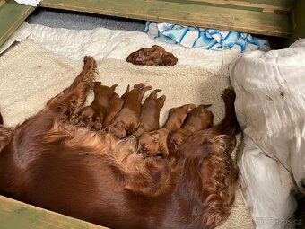 Irský setr štěňata s PP - 7