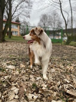 Australský ovčák ke krytí - 7