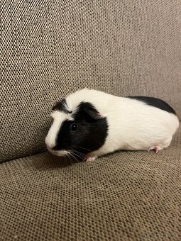 Morčata rozevláté - 7