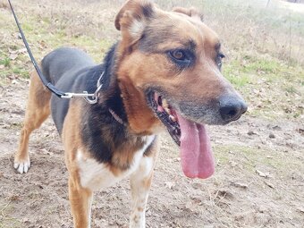 RON K ADOPCI - vděčný mazel, parťák, vhodný k dětem - 7