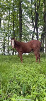 TOP Quarter horse - 7
