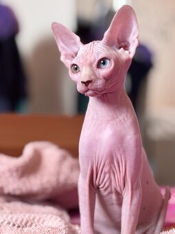 SPHYNX koťátko bez PP - 7
