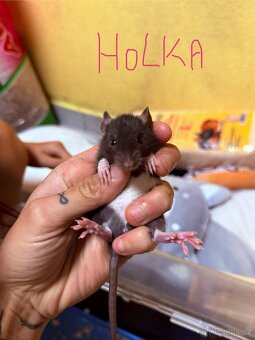 Potkan dumbo - 7