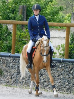 Německý jezdecký pony  do sportu - 7